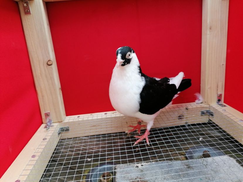  - porumbei care mi-au apartinut