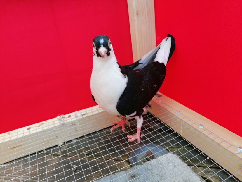  - porumbei care mi-au apartinut