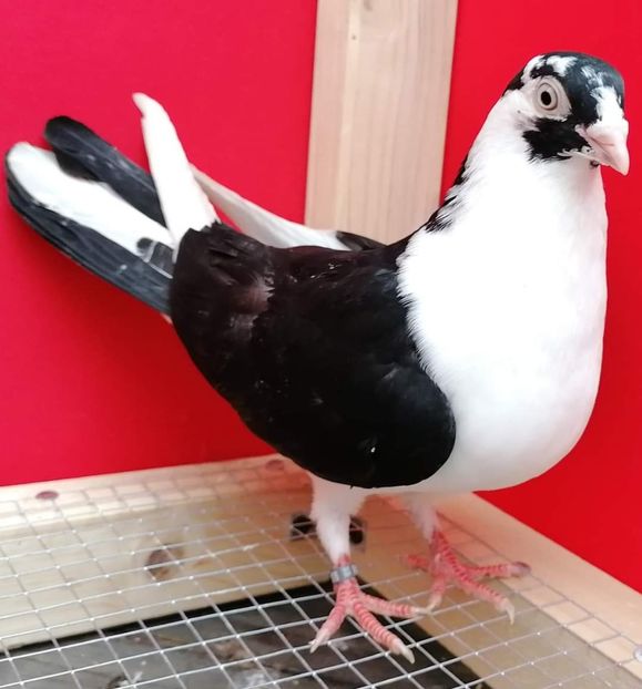  - porumbei care mi-au apartinut