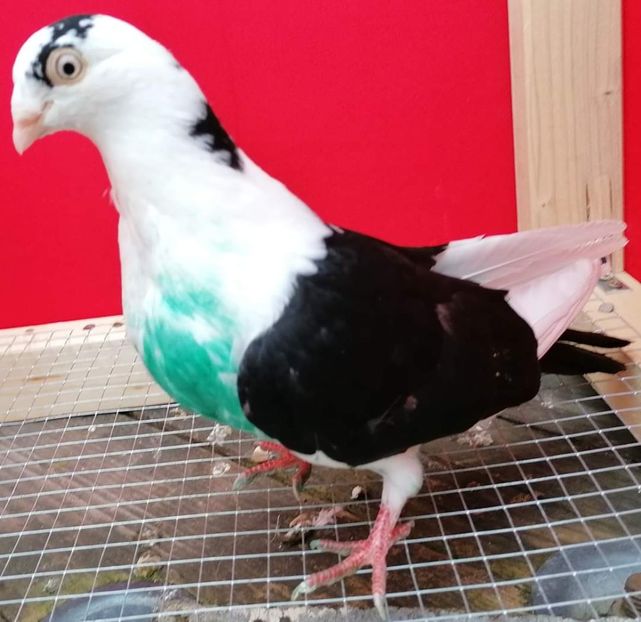  - porumbei care mi-au apartinut