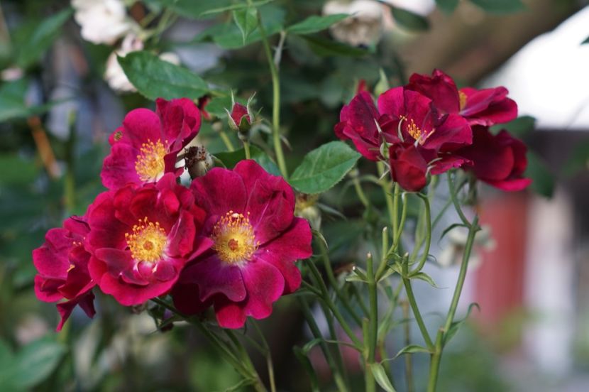 Night Owl - Iunie 2019- 2020