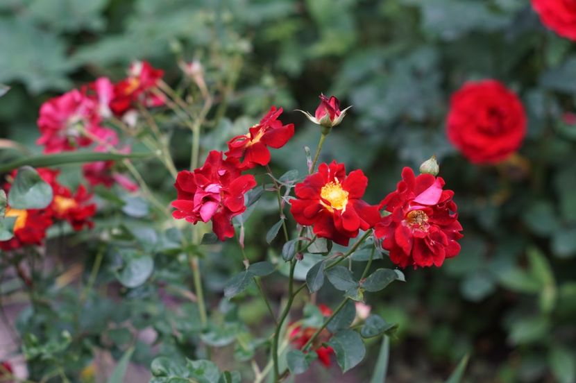 Zoic - Iunie 2019- 2020