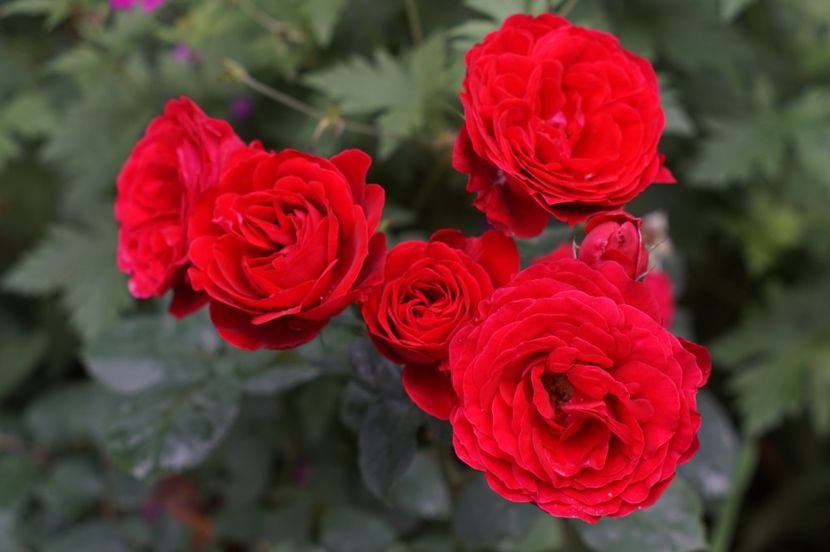 Look Good Feel Better - Iunie 2019- 2020