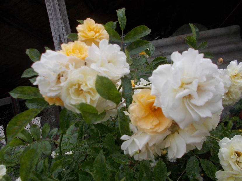  - Ghislaine de Féligonde