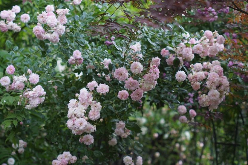 Aristide Briand - Iunie 2019- 2020