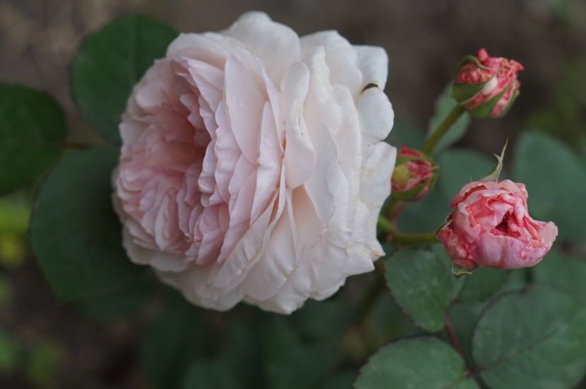 Princess Olga - Iunie 2019- 2020