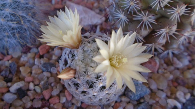Mammillaria crinita ssp. duwei - Cactusi 2020 evolutie primavara