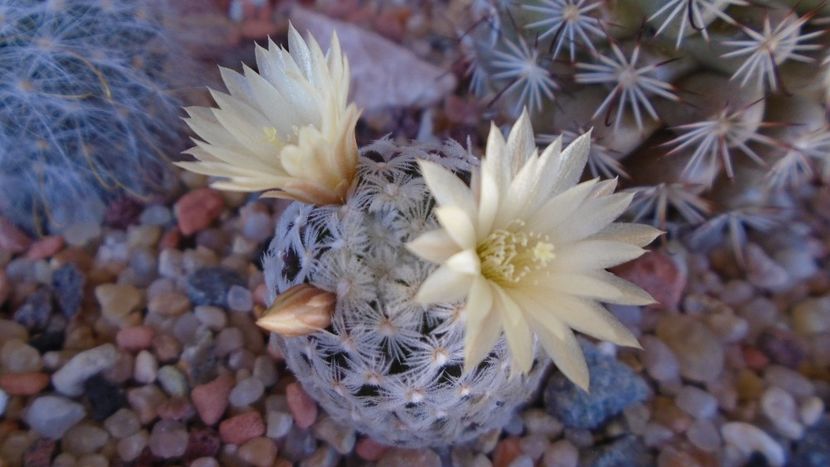 Mammillaria crinita ssp. duwei - Cactusi 2020 evolutie primavara