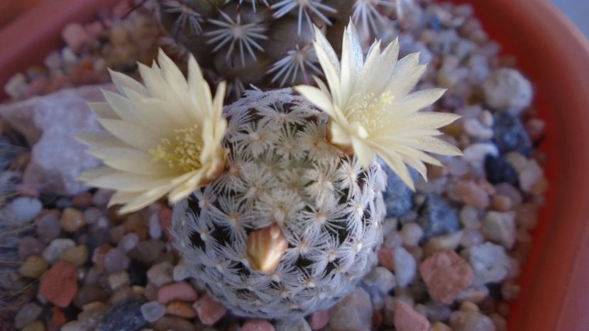 Mammillaria crinita ssp. duwei - Cactusi 2020 evolutie primavara