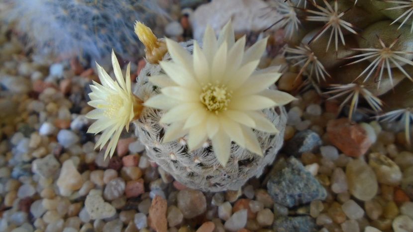 Mammillaria crinita ssp. duwei - Cactusi 2020 evolutie primavara