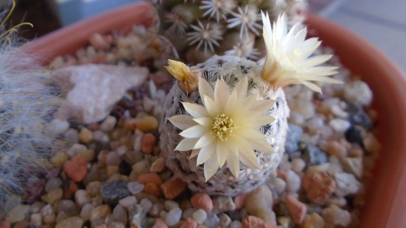 Mammillaria crinita ssp. duwei - Cactusi 2020 evolutie primavara