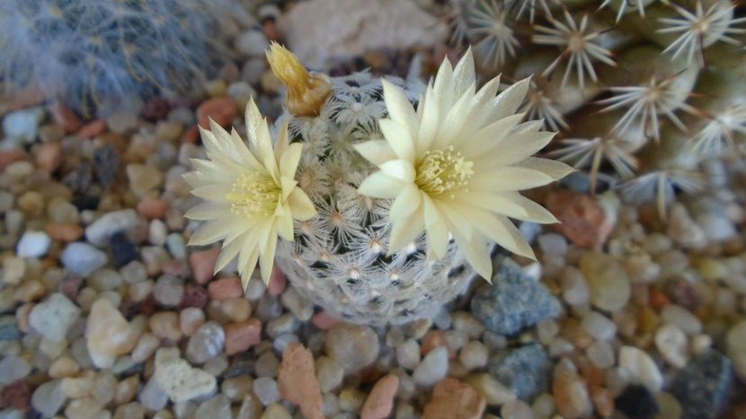 Mammillaria crinita ssp. duwei - Cactusi 2020 evolutie primavara