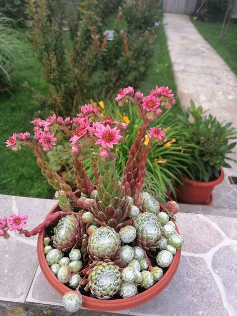  - Adenium Hoya si alte plante suculente