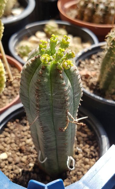  - Euphorbia ---