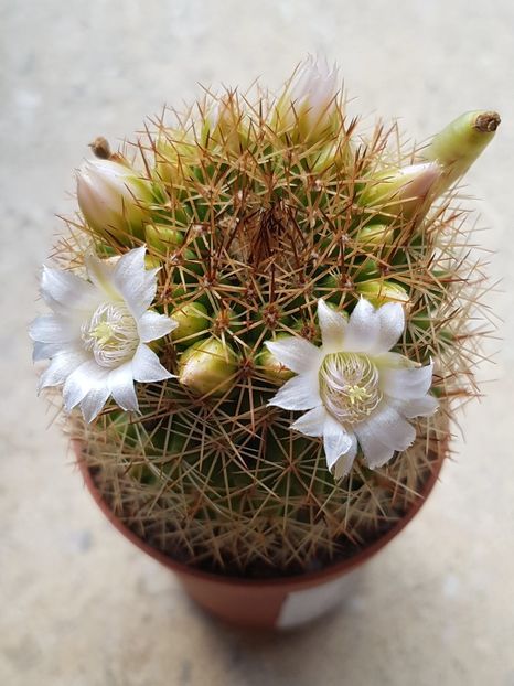  - Mammillaria