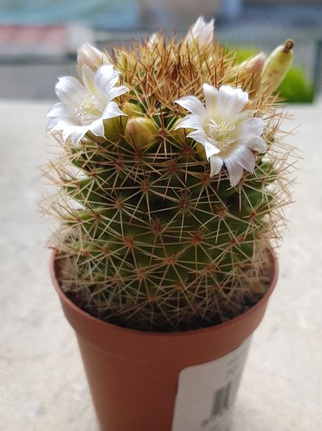  - Mammillaria