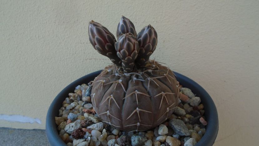 Gymnocalycium stellatum - Cactusi 2020 Gymnocalycium