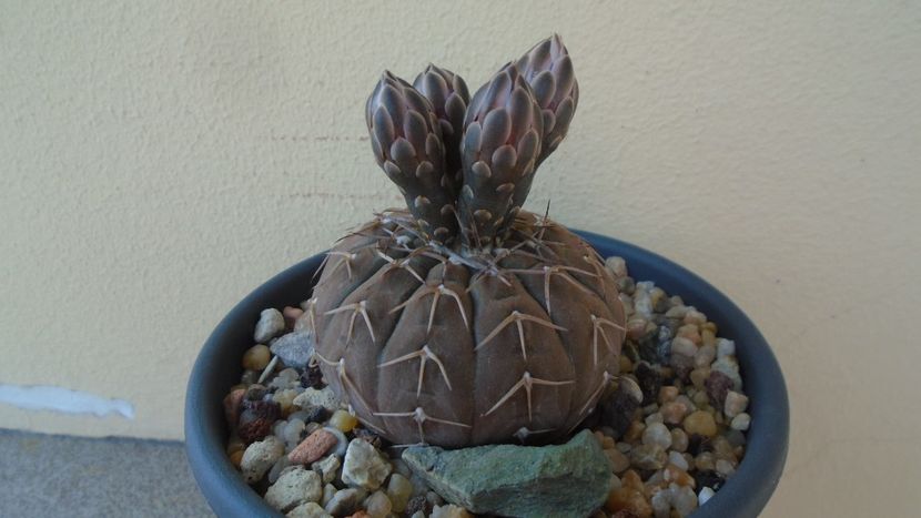 Gymnocalycium stellatum - Cactusi 2020 Gymnocalycium