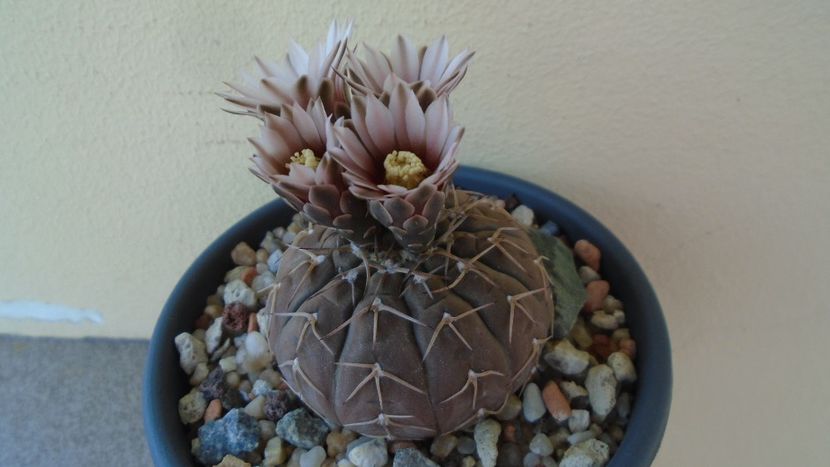 Gymnocalycium stellatum - Cactusi 2020 Gymnocalycium