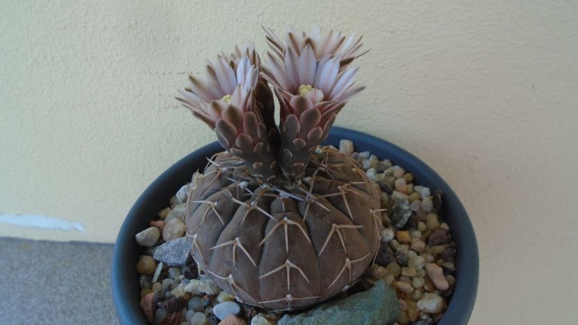 Gymnocalycium stellatum - Cactusi 2020 Gymnocalycium
