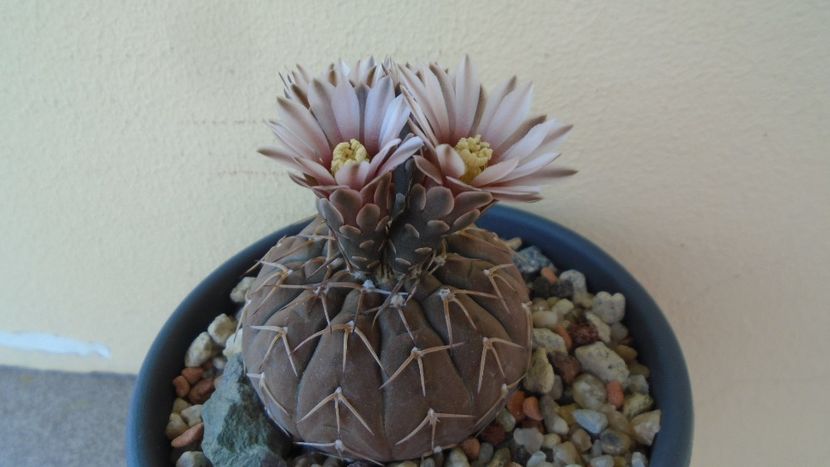 Gymnocalycium stellatum - Cactusi 2020 Gymnocalycium
