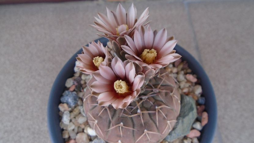 Gymnocalycium stellatum - Cactusi 2020 Gymnocalycium