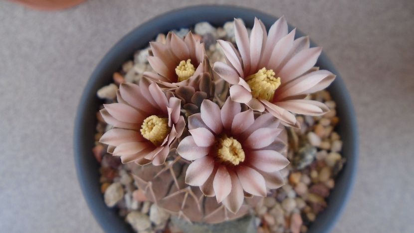 Gymnocalycium stellatum - Cactusi 2020 Gymnocalycium