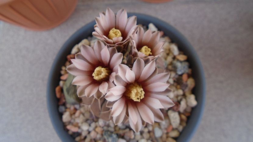 Gymnocalycium stellatum - Cactusi 2020 Gymnocalycium