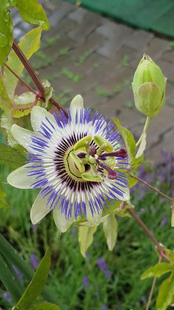 Passiflora caerulea - Iunie 2020