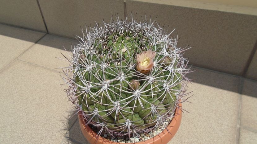 Gymnocalycium saglionis - Cactusi 2020 Gymnocalycium
