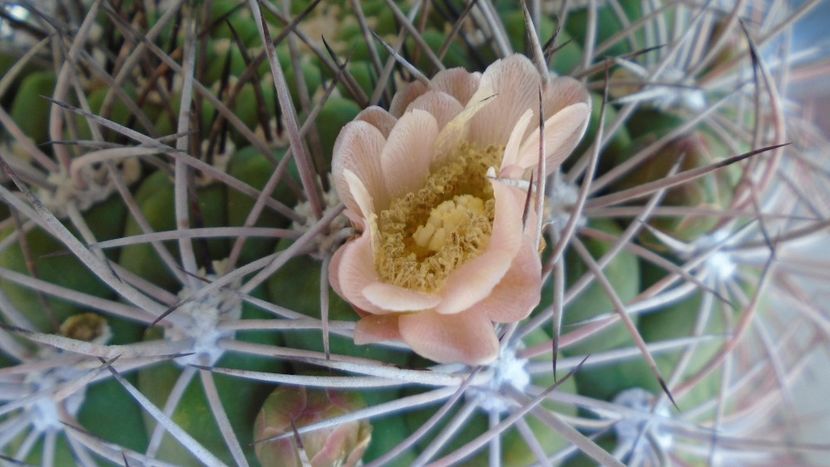 Gymnocalycium saglionis - Cactusi 2020 Gymnocalycium