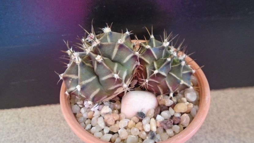 Gymnocalycium friedrichii bicefal - Cactusi 2020 Gymnocalycium