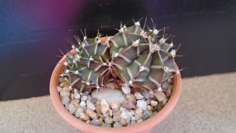 Gymnocalycium friedrichii bicefal - Cactusi 2020 Gymnocalycium