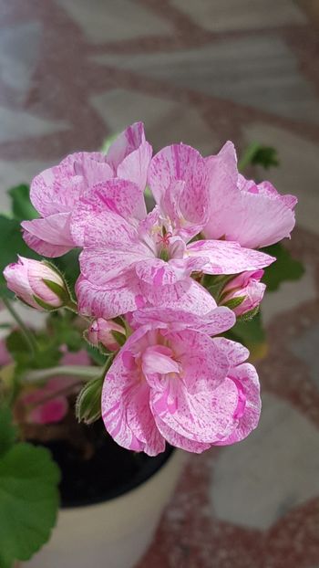 Mosaic pink - Muscate de colectie 2020