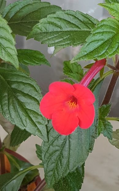 Orange delight - Achimenes 2020