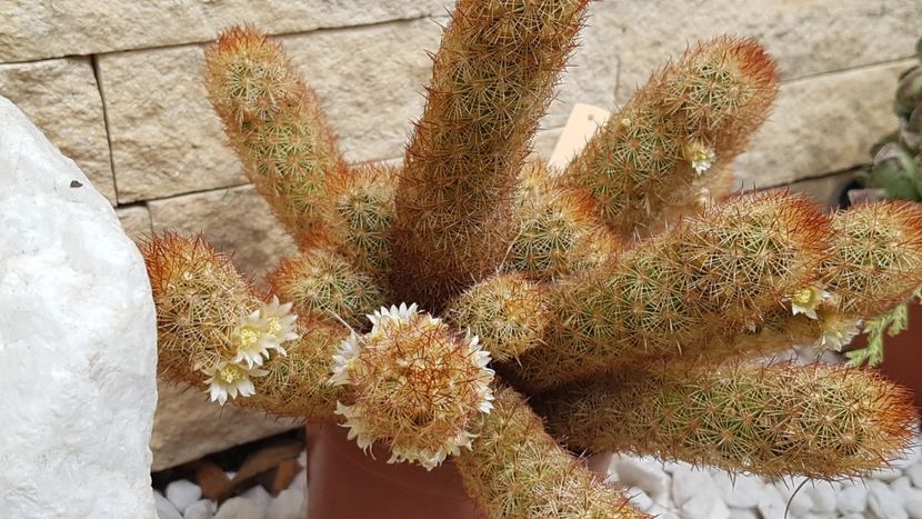 M. elongata - Mammillaria