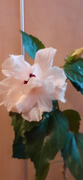  - Hibiscus 2015-2024
