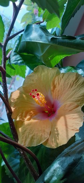  - Hibiscus 2015-2024