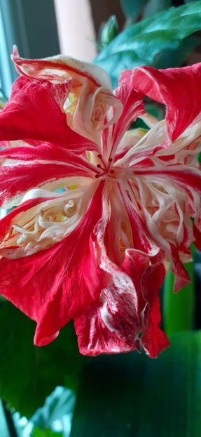  - Hibiscus 2015-2024