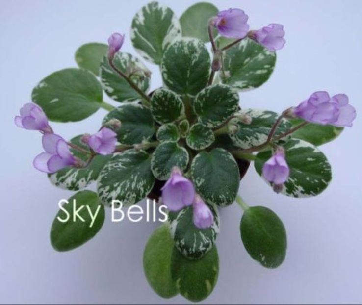 Poză net - Sky Bells zzz