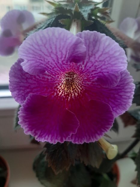  - achimenes-primele incercari