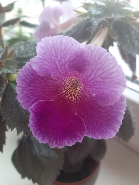  - achimenes-primele incercari
