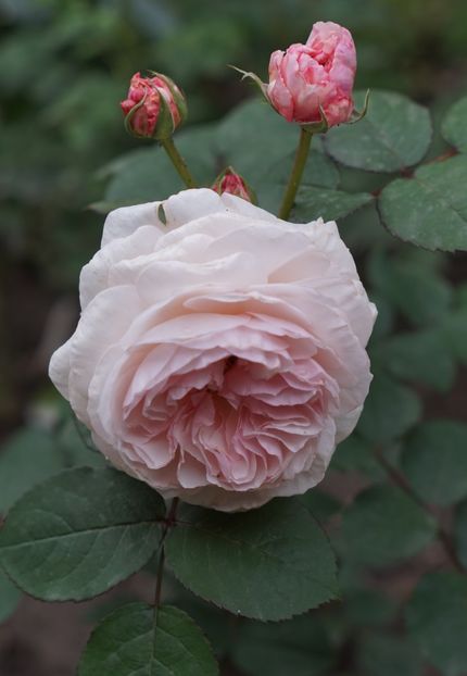  - Princess Olga of Yugoslavia