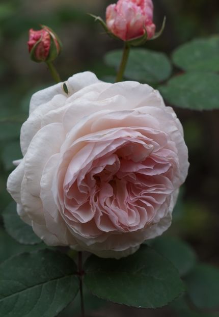  - Princess Olga of Yugoslavia