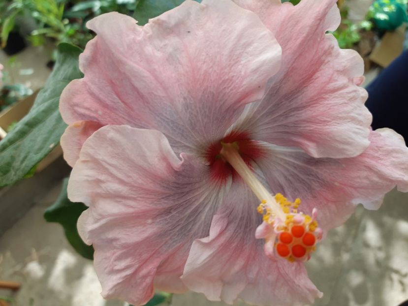  - Y Moorea Boondah burst