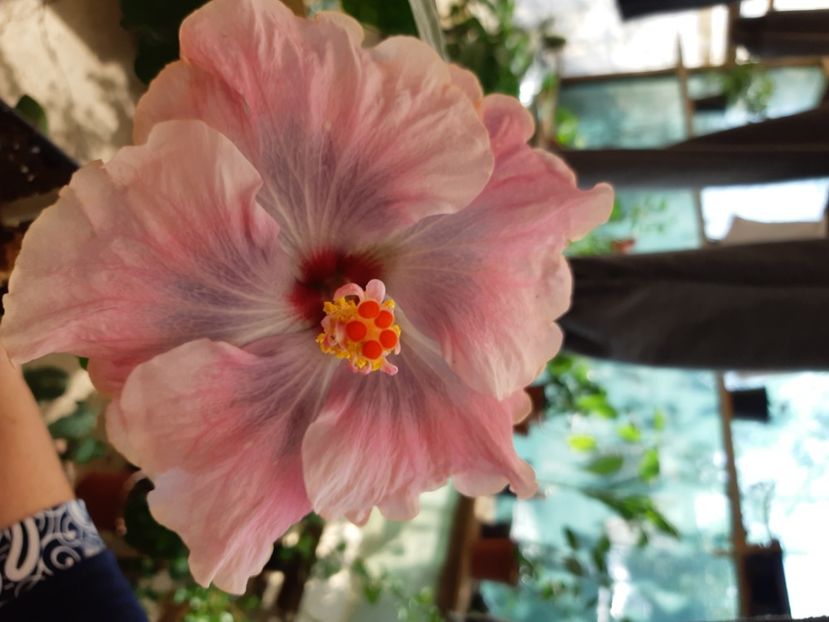  - Y Moorea Boondah burst