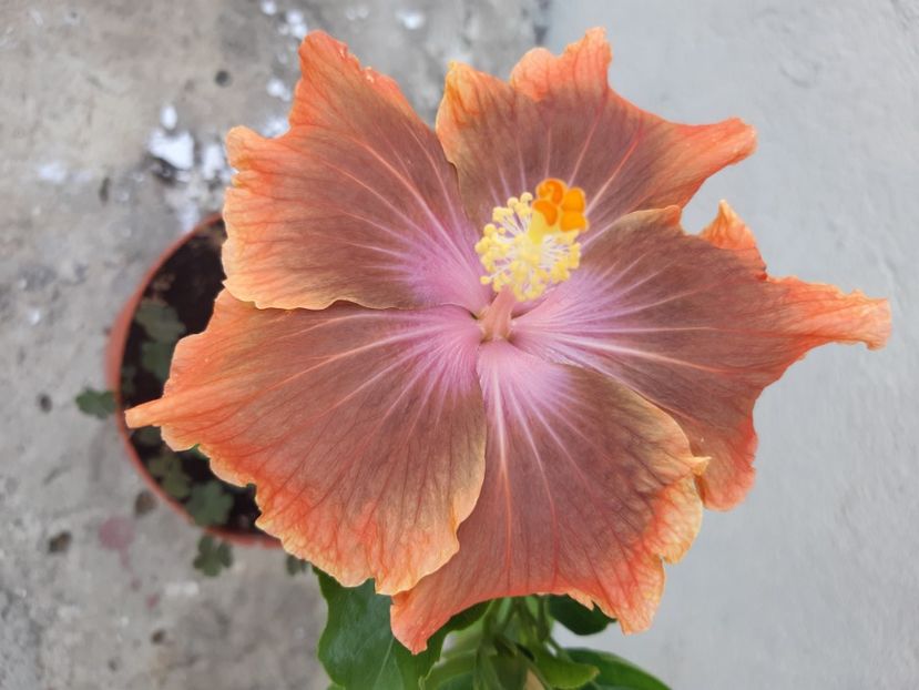  - YChi s garden mirage