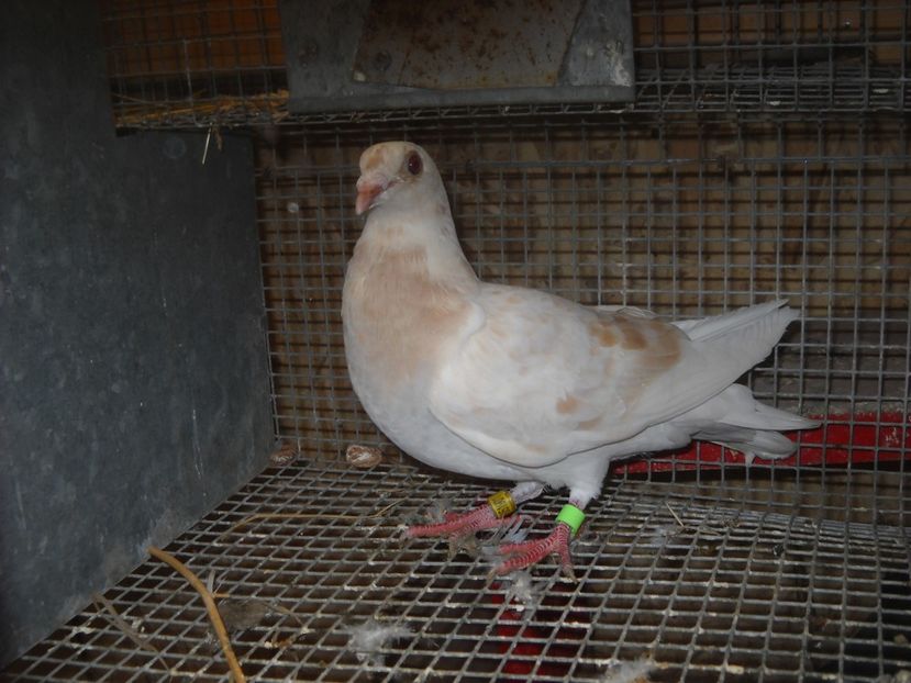  - UNDEVA IN SUCEAVA arhiva