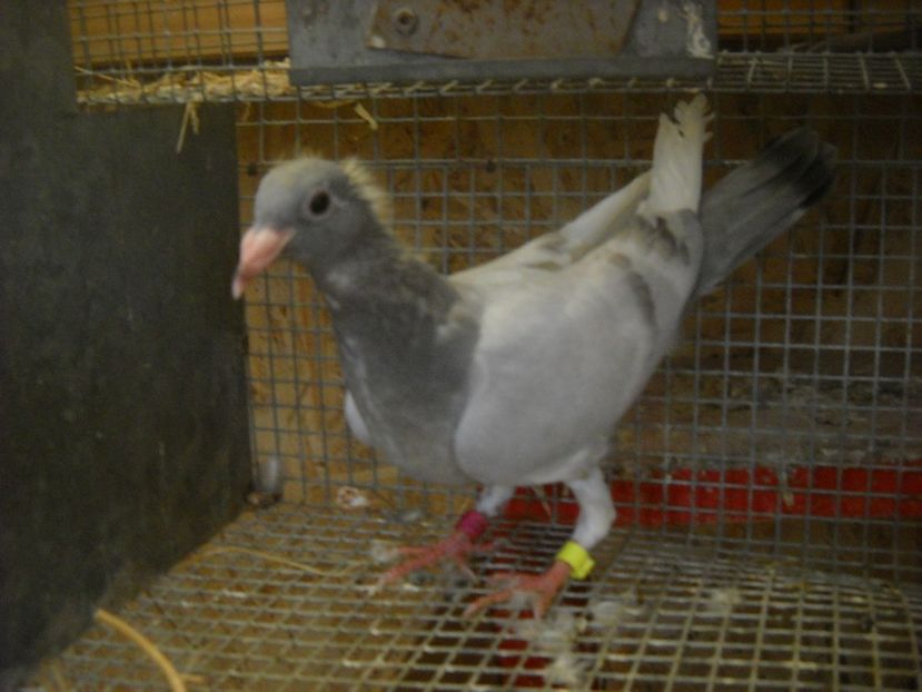  - UNDEVA IN SUCEAVA arhiva