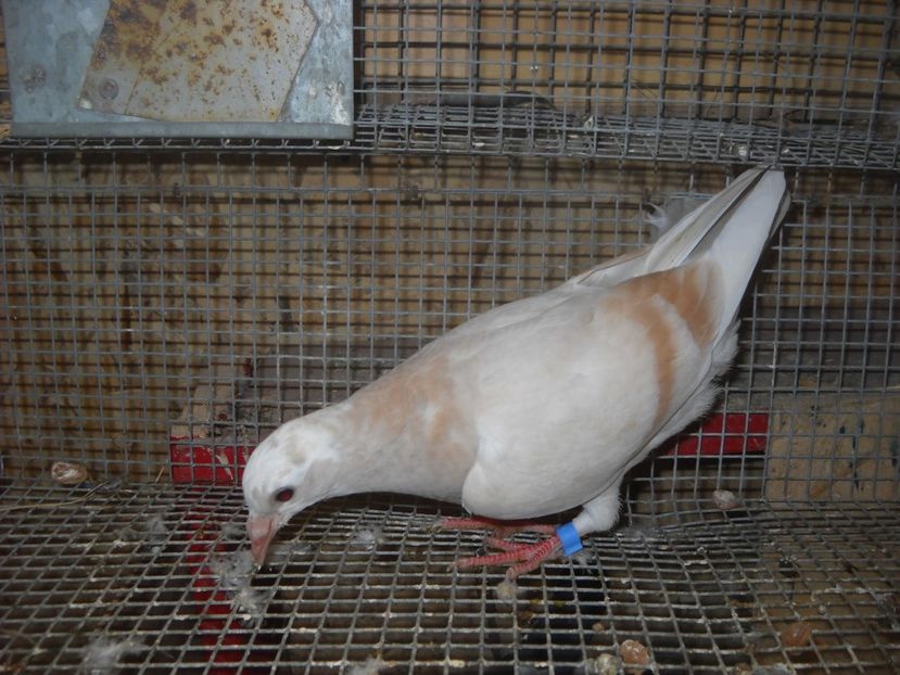  - UNDEVA IN SUCEAVA arhiva